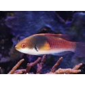 Cirrhilabrus ryukyuensis