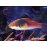 Cirrhilabrus ryukyuensis