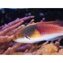 Cirrhilabrus ryukyuensis