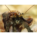 Calcinus sp. XL