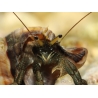 Calcinus sp. XL