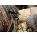 Calcinus sp. XL