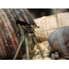 Calcinus sp. XL