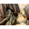 Calcinus sp. XL