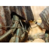 Calcinus sp. XL
