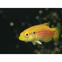 Bodianus bimaculatus 3-4 cm