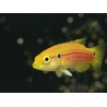 Bodianus bimaculatus 3-4 cm