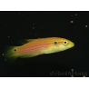 Bodianus bimaculatus 3-4 cm