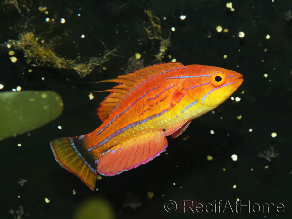 Paracheilinus carpenteri mâle 4-6 cm