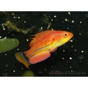 Paracheilinus carpenteri mâle 4-6 cm