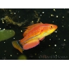 Paracheilinus carpenteri mâle 4-6 cm