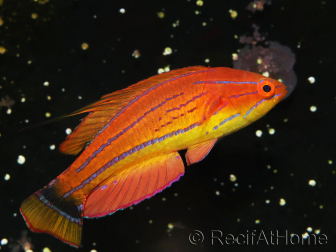 Paracheilinus carpenteri mâle 4-6 cm
