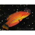 Paracheilinus carpenteri mâle 4-6 cm