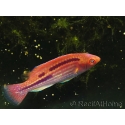 Cirrhilabrus lubbocki juv 4-6 cm