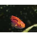 Cirrhilabrus lubbocki juv 4-6 cm