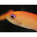 Pseudanthias dispar 5-7 cm