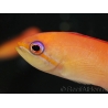 Pseudanthias dispar 5-7 cm