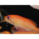 Pseudanthias dispar 5-7 cm
