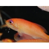Pseudanthias dispar 5-7 cm