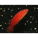 Cirrhilabrus rubripinnis