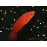 Cirrhilabrus rubripinnis