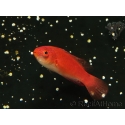 Cirrhilabrus rubripinnis
