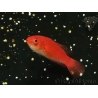 Cirrhilabrus rubripinnis