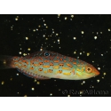 Halichoeres timorenis 7-9 cm 
