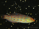 Halichoeres timorenis 7-9 cm 