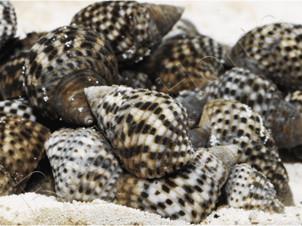 Planaxis sulcatus 1-2cm