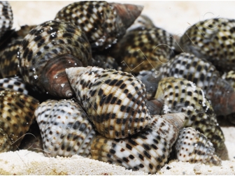 Planaxis sulcatus 1-2cm