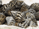 Planaxis sulcatus 1-2cm