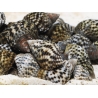 Planaxis sulcatus 1-2cm