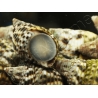 Planaxis sulcatus 1-2cm