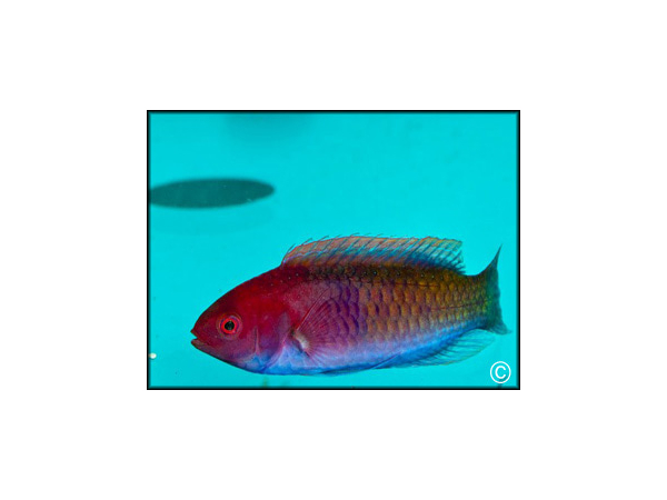 Cirrhilabrus cyanopleura