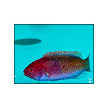 Cirrhilabrus cyanopleura