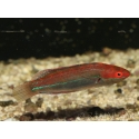 Cirrhilabrus temmincki 5-6 cm