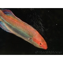 Cirrhilabrus temmincki 5-6 cm
