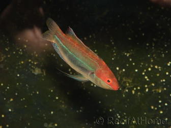 Cirrhilabrus temmincki 5-6 cm