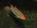Cirrhilabrus temmincki 5-6 cm