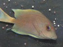 Ctenochaetus flavicauda 5-6 cm