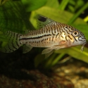 JBL PRONOVO CORYDORAS TAB M 100ml