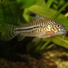 JBL PRONOVO CORYDORAS TAB M 100ml