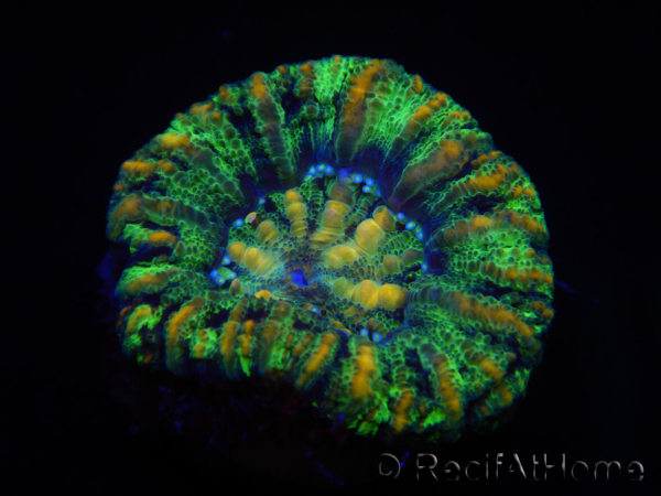 WYSIWYG Micromussa pacifica Scolymia Croc Island A2 XS 2cm