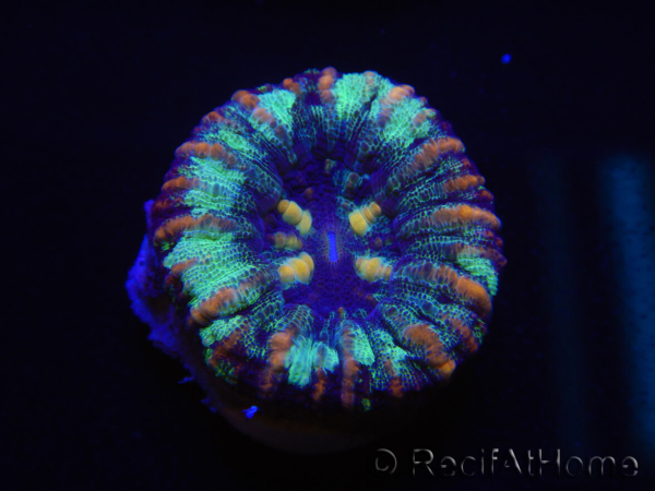 WYSIWYG Micromussa pacifica Scolymia Croc Island A3 XS 2cm