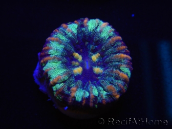 WYSIWYG Micromussa pacifica Scolymia Croc Island A3 XS 2cm