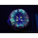 WYSIWYG Micromussa pacifica Scolymia Croc Island A3 XS 2cm