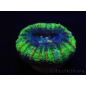 WYSIWYG Micromussa pacifica Scolymia Croc Island A4 XS 2cm