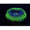 WYSIWYG Micromussa pacifica Scolymia Croc Island A4 XS 2cm