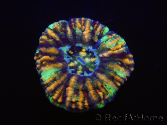 WYSIWYG Micromussa pacifica Scolymia Croc Island A6 XS 2cm